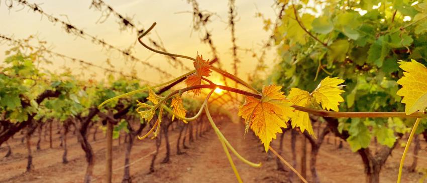 As primeira uvas são colhidas